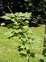 Erable a sucre, Acer saccharum (Lyon, Parc de la Tete d'Or) (Photo F. Mrugala) (1)